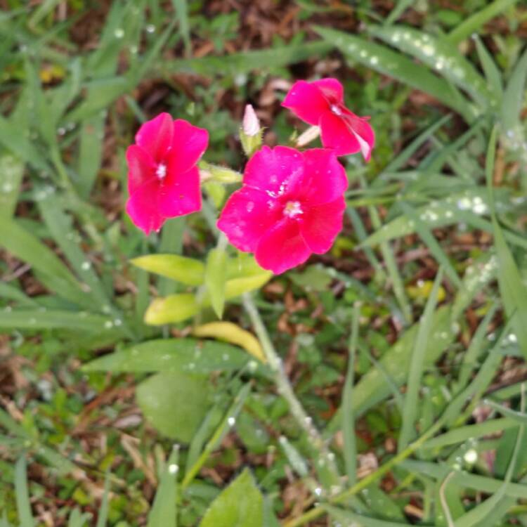 Plant image Phlox drummondii