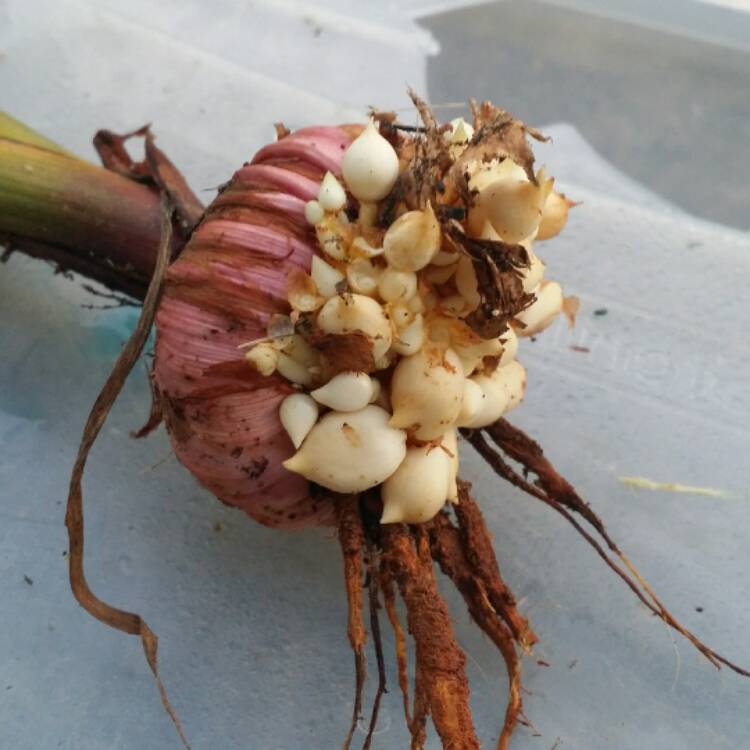 plant image 508086