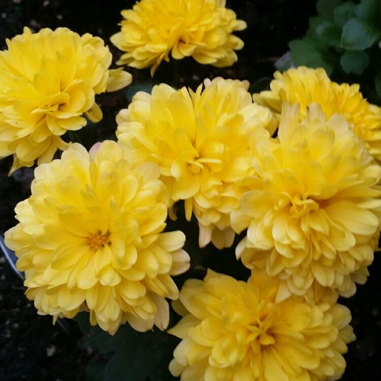 Plant image Chrysanthemum 'Poppins Yellow Jewel'
