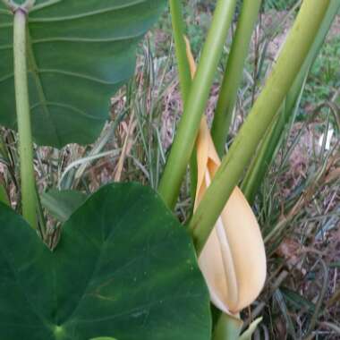 Colocasia esculenta  syn. Colocasia antiquorum