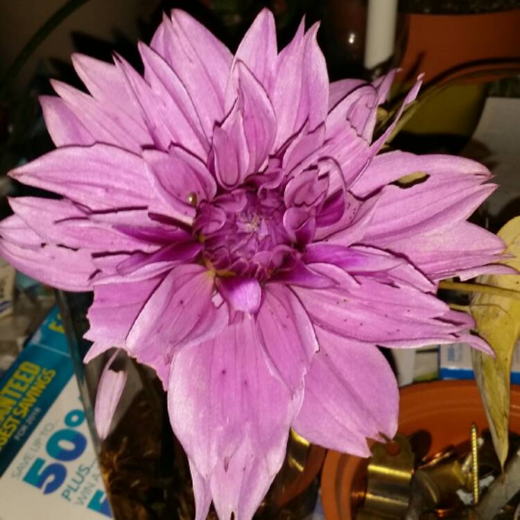 plant image 572034
