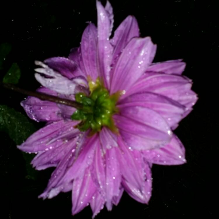plant image 576547