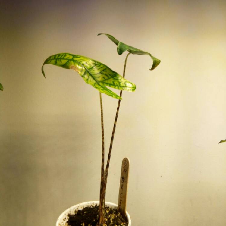 Plant image Alocasia zebrina 'Reticulata'