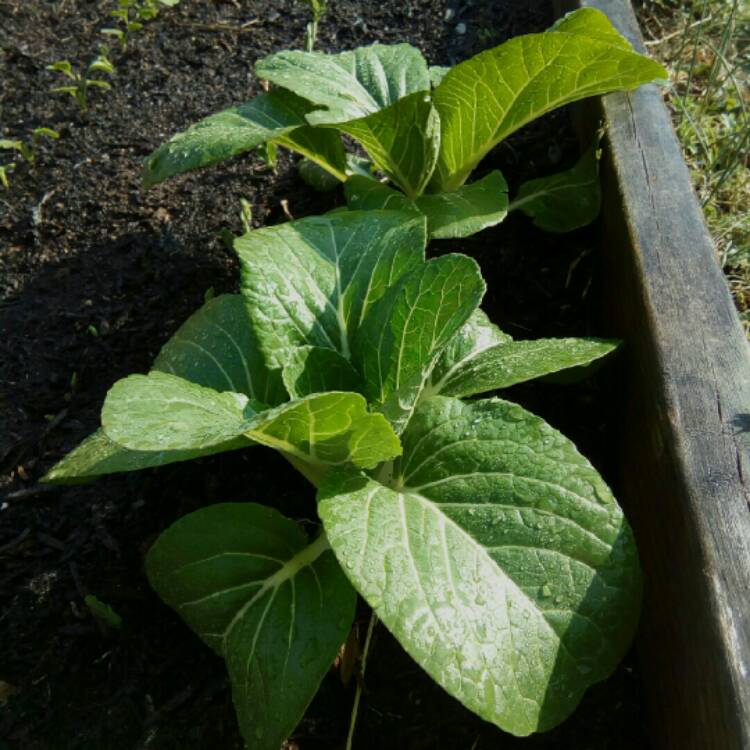 Plant image Brassica Rapa var Chinensis
