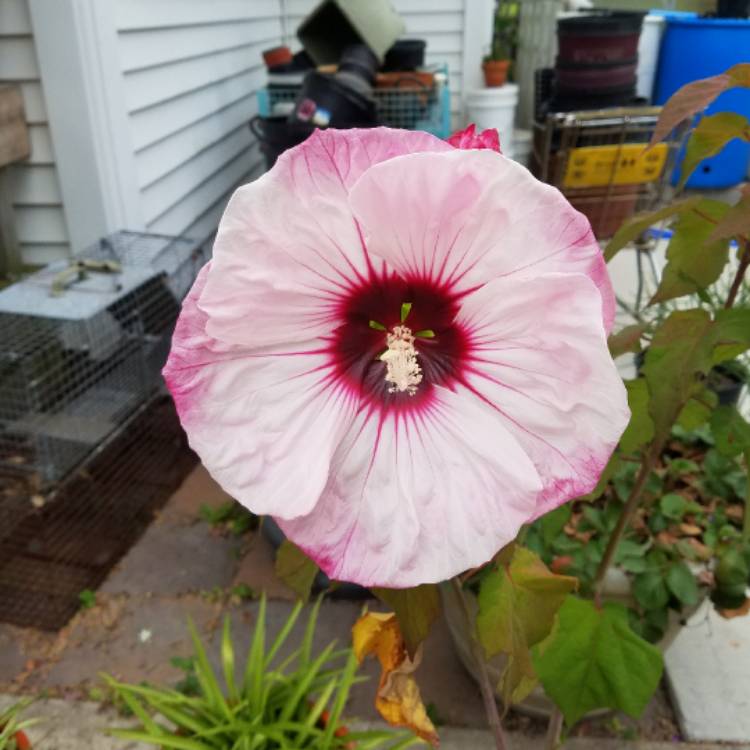 plant image 485063