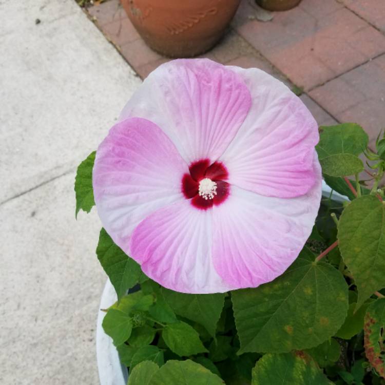 plant image 485066