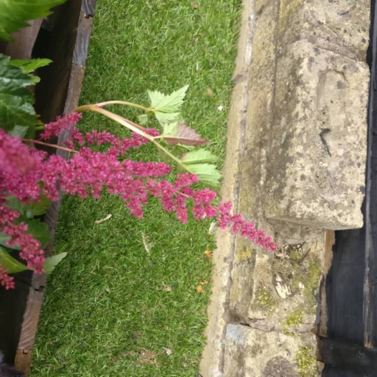plant image 775936