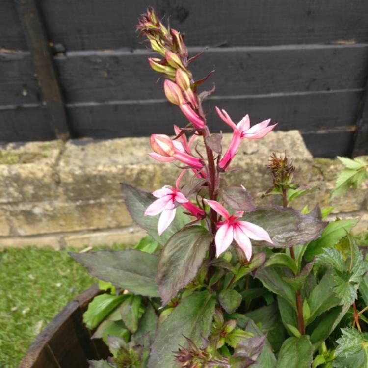 Plant image Lobelia x speciosa 'Fan Salmon'