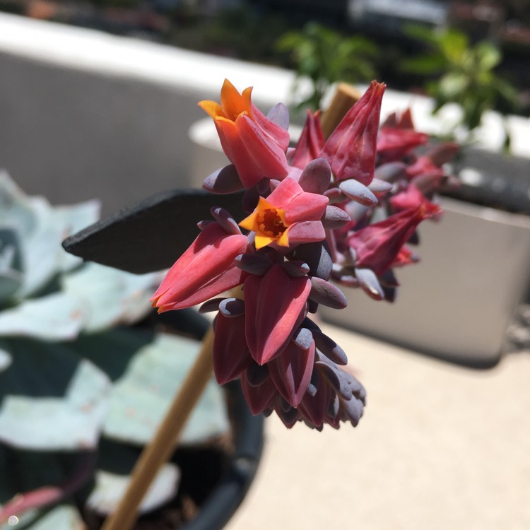 Plant image Echeveria Blue Sky