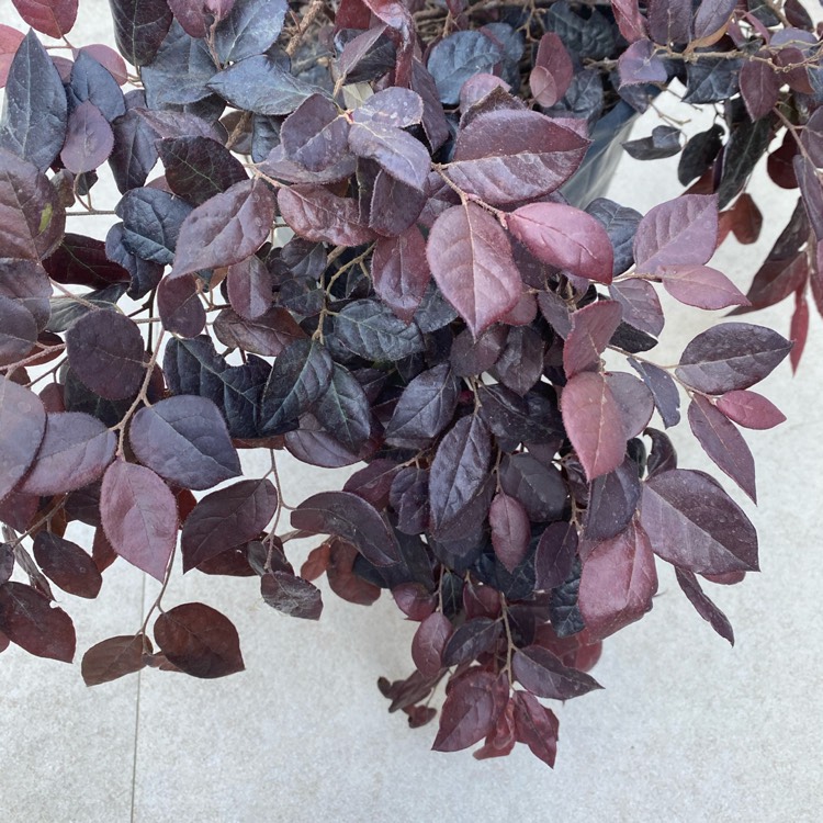 Plant image Loropetalum chinense var. rubrum 'Fire Dance'