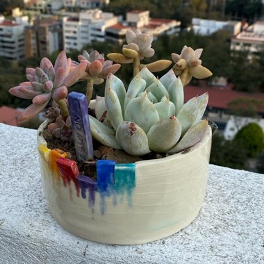 Dora Y Alvaro's garden