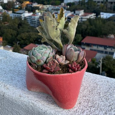 Dora Y Alvaro's garden