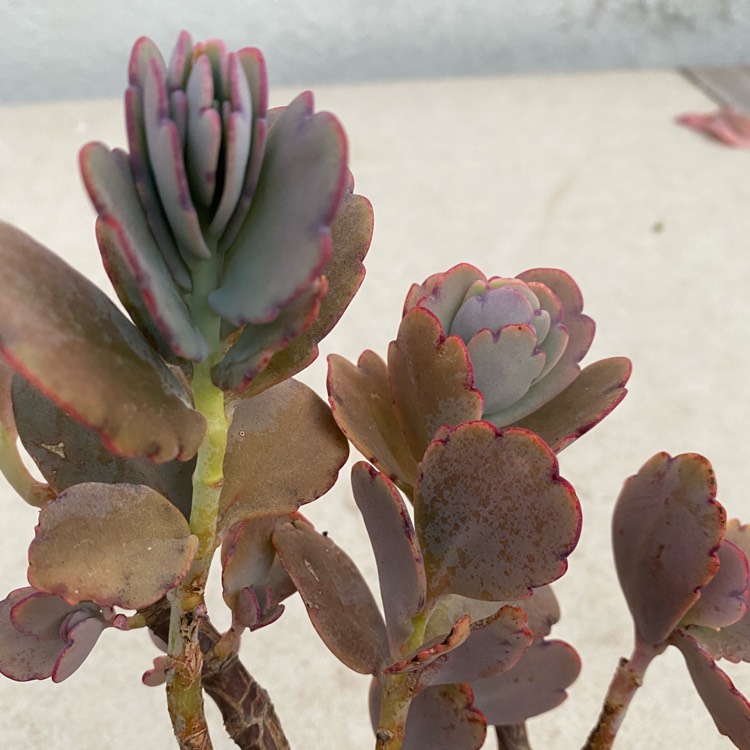 plant image 1423237