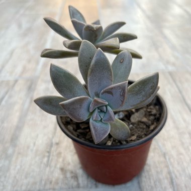 Graptopetalum 'Ghost plant'