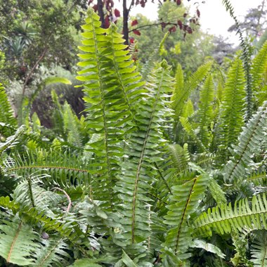 Boston Fern