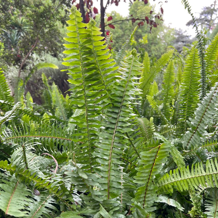 plant image 1630963