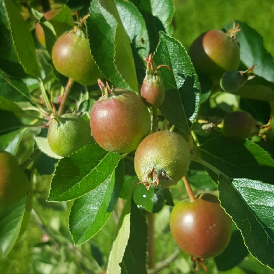 Apple 'Jonagold'