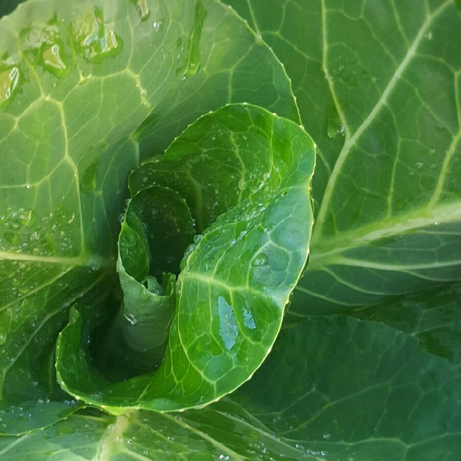 Cabbage