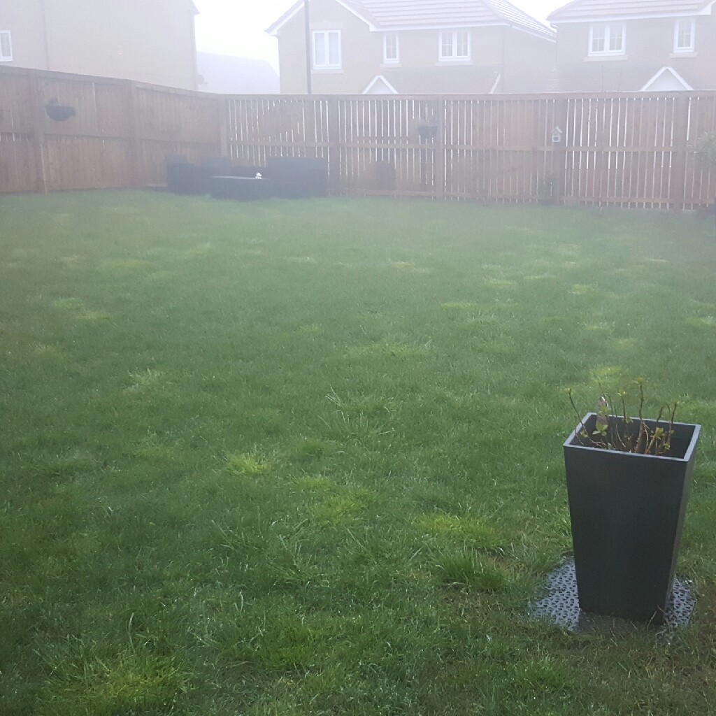 Helen's garden