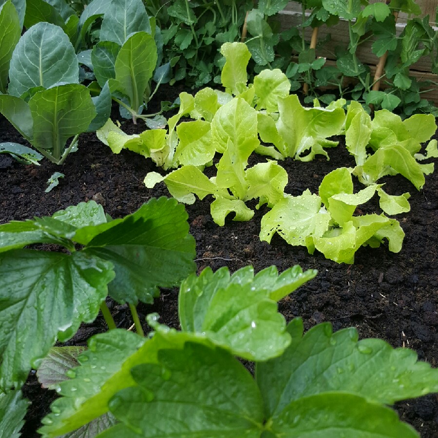 Helen's garden