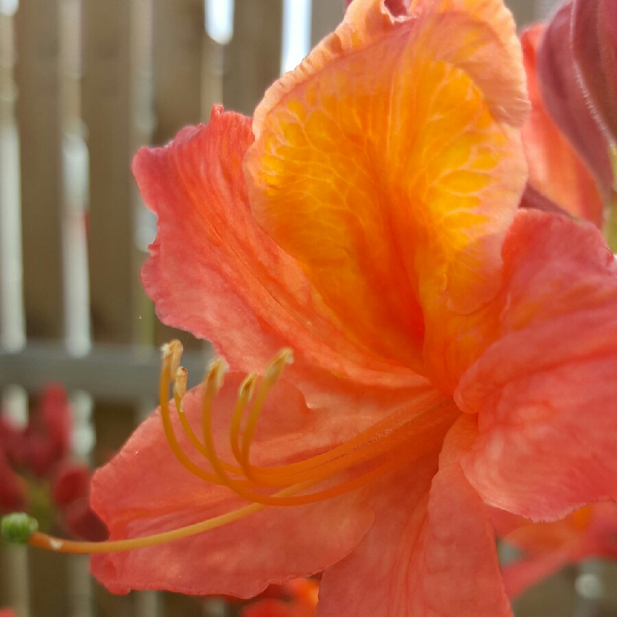 Helen's garden