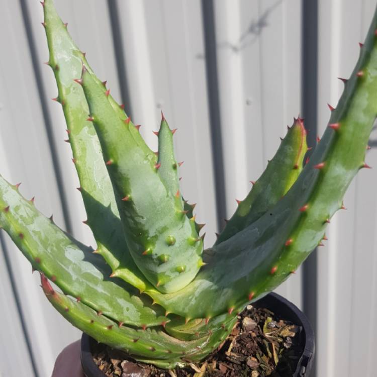 plant image 1015911