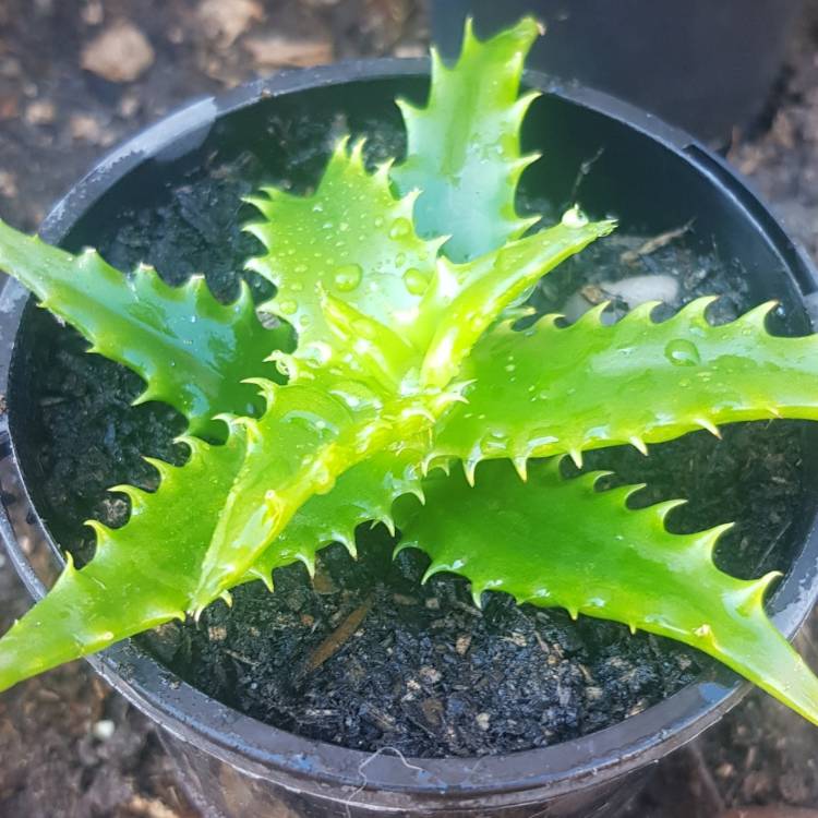 plant image 1070966