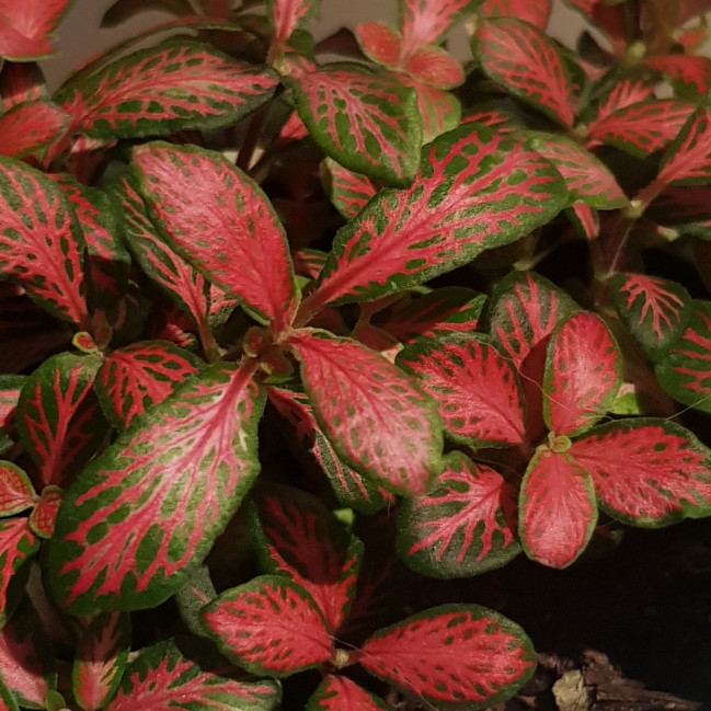 Plant image Fittonia agyroneura 'Mini Red Vein'