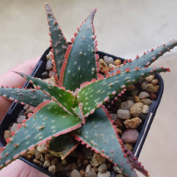 Plant image Aloe 'Christmas Sleigh'