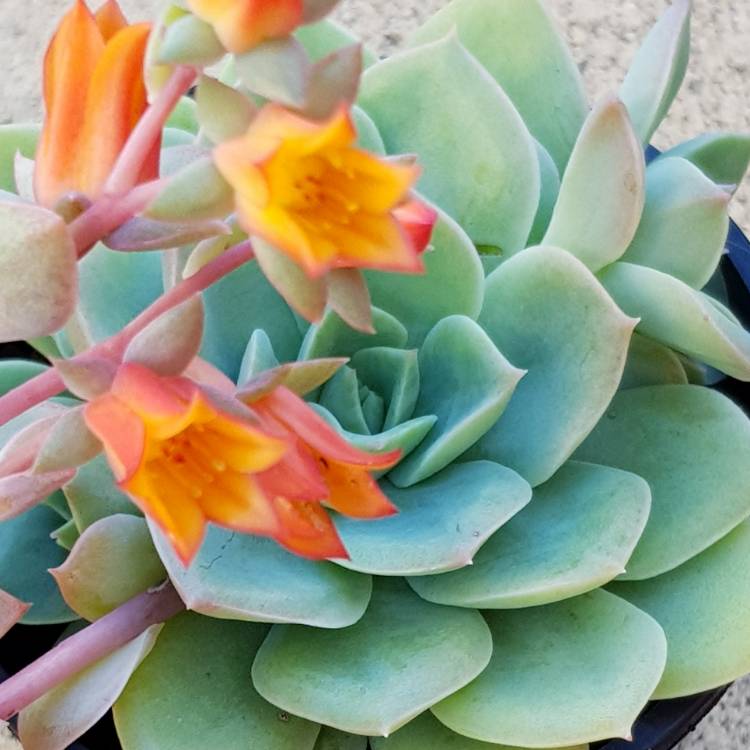 Plant image Echeveria Graessneri