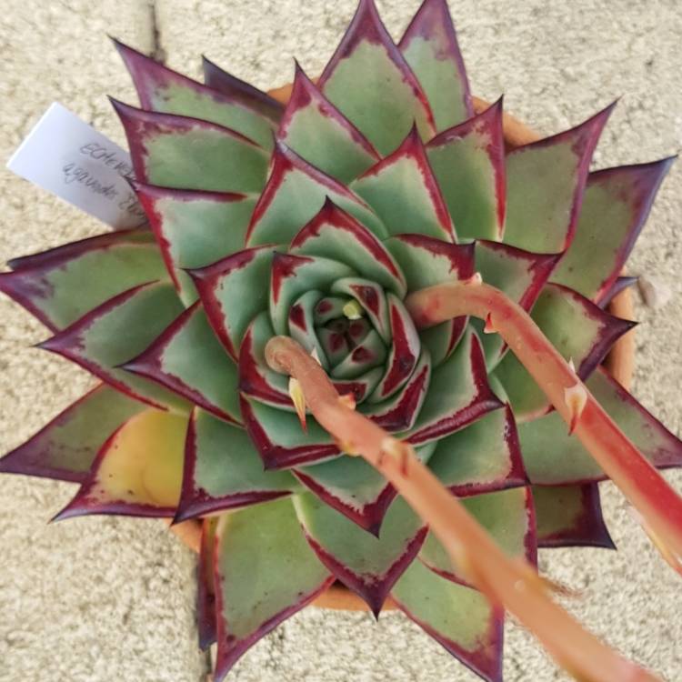 plant image 1163448