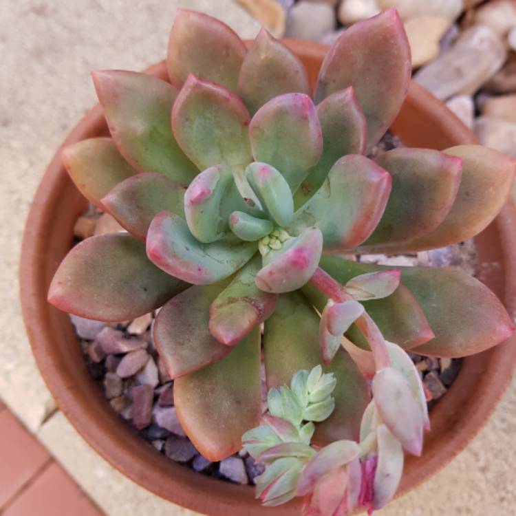 Plant image x Pachyveria Dr Cornelius