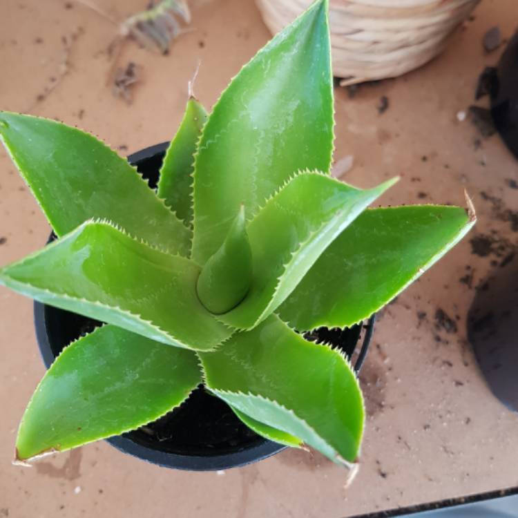Plant image Agave mitis