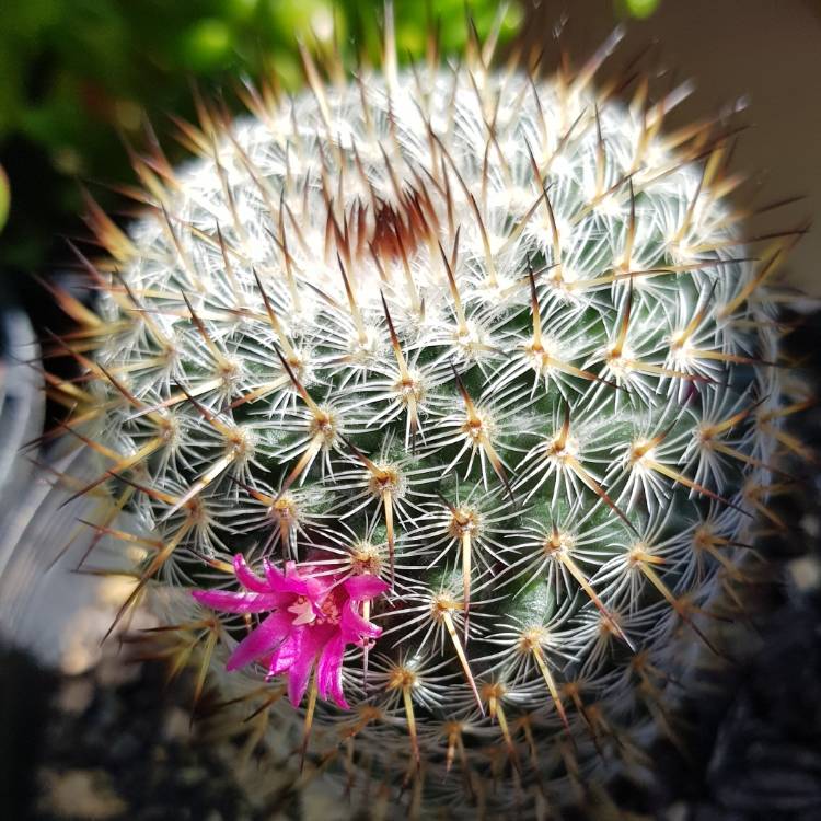 Plant image Mammillaria haageana 'Elegans'