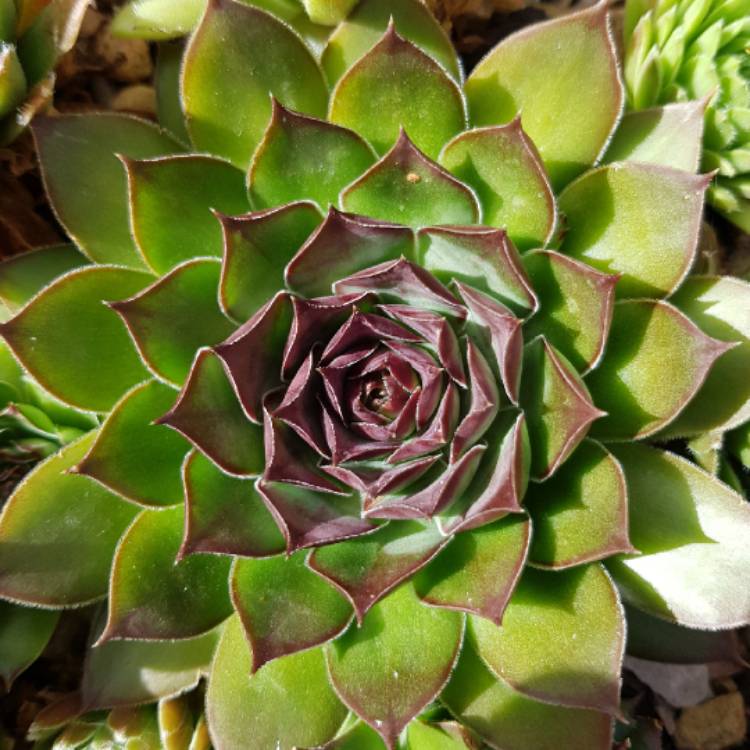 plant image 1276581