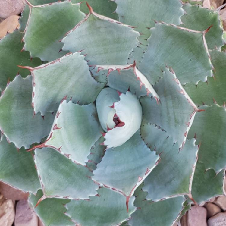 plant image 1301935