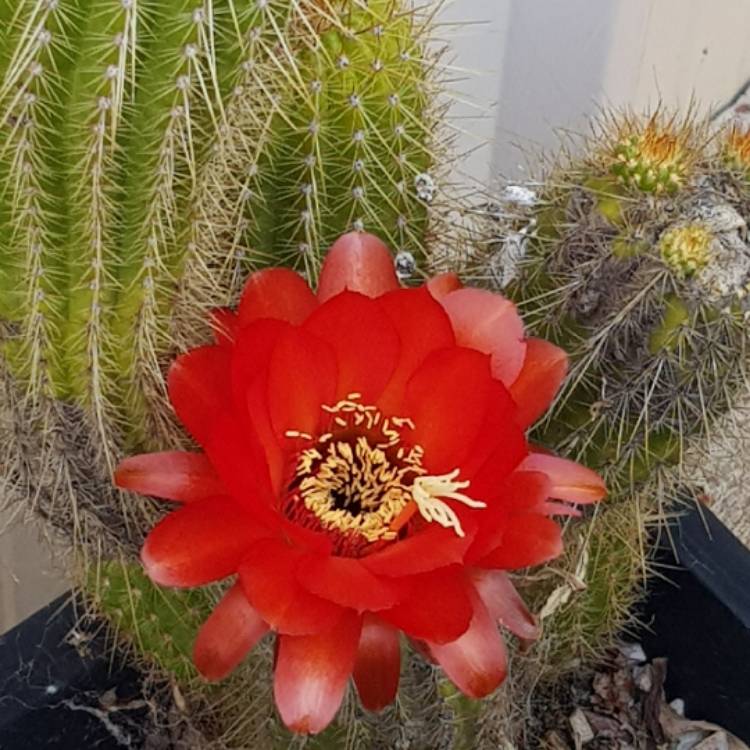 plant image 1415543