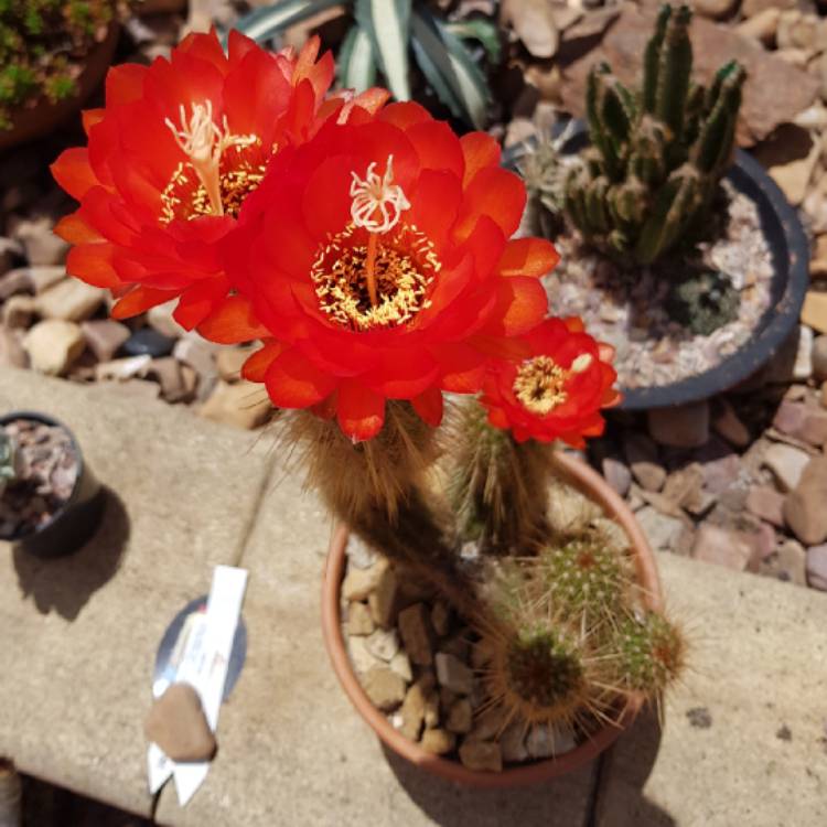 Plant image Echinopsis huascha
