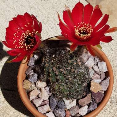 Echinopsis arachnacantha syn. Lobivia arachnacantha, Echinopsis ancistrophora subsp. arachnacantha