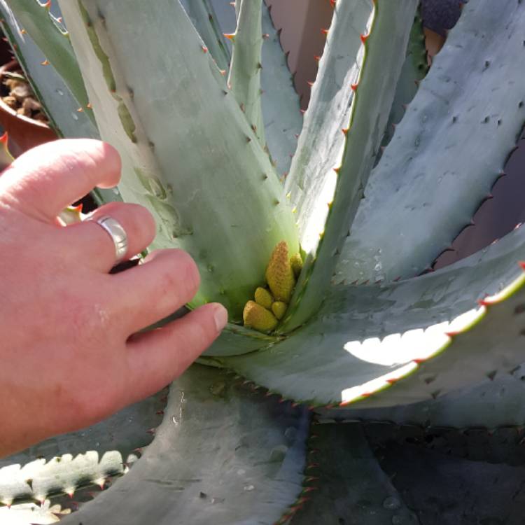 Plant image Aloe ferox