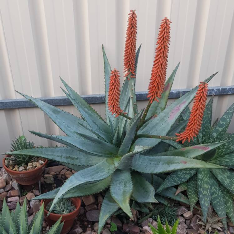 plant image 1617956
