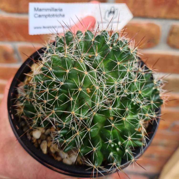 plant image 1649693