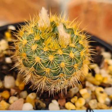 DylanH's plant