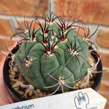 Chin cactus saglionis