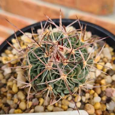 Stenocactus hastatus