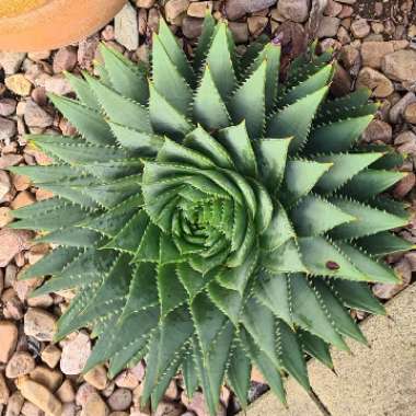 Spiral Aloe