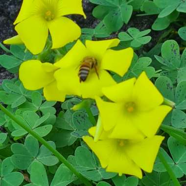 Dylan's garden