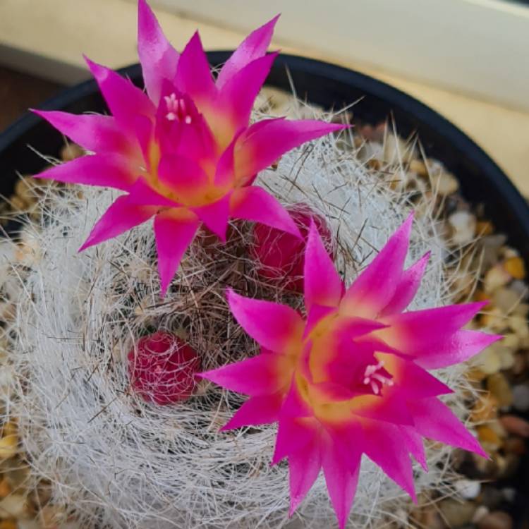 plant image 1688637