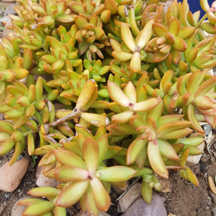 plant image 734357