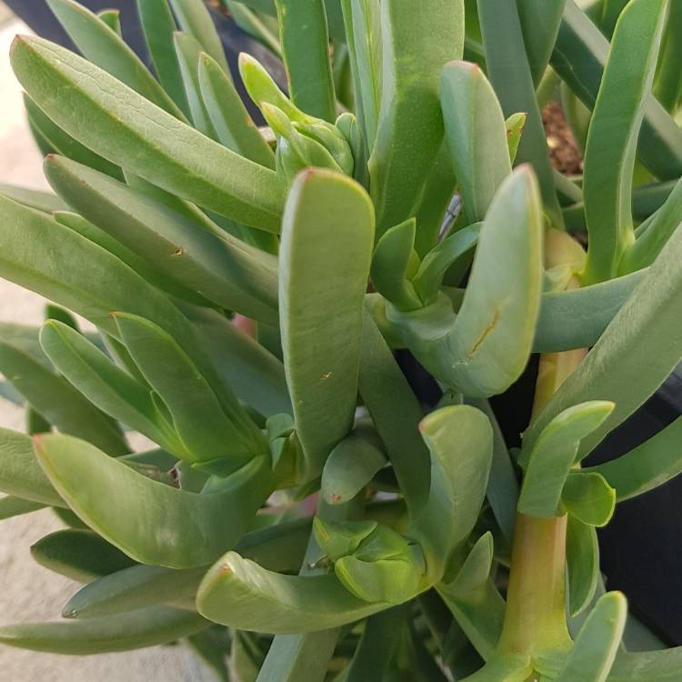 plant image 783223